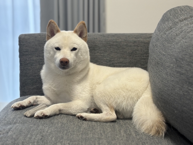 ソファでくつろぐ白柴のだいふく