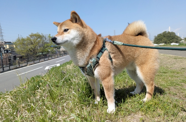 お散歩中の赤柴のきなこ